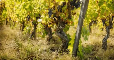 vinhos dao