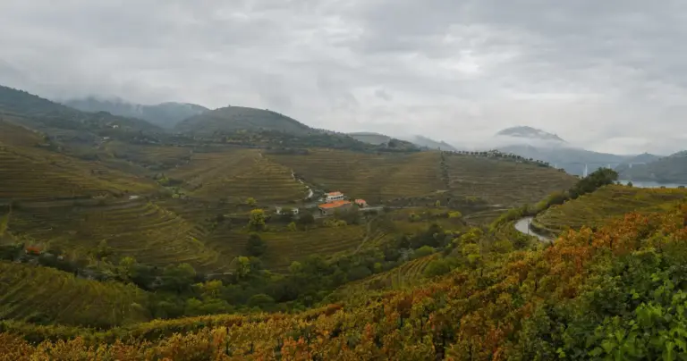 Weine aus dem Douro: Region, Rebsorten und wie man auswählt