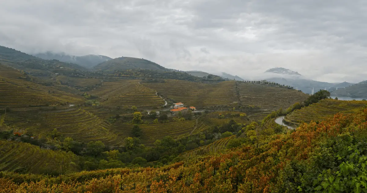 Vinhos do Douro: região, castas e como escolher Vinhos do Douro: região, castas e como escolher